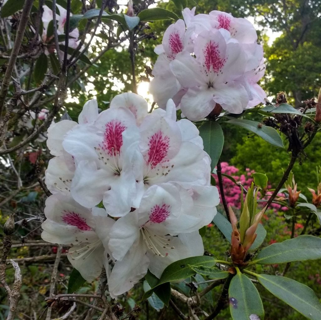 Coldstream rhododendrons