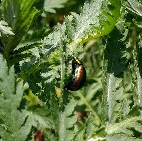 tansy beetle